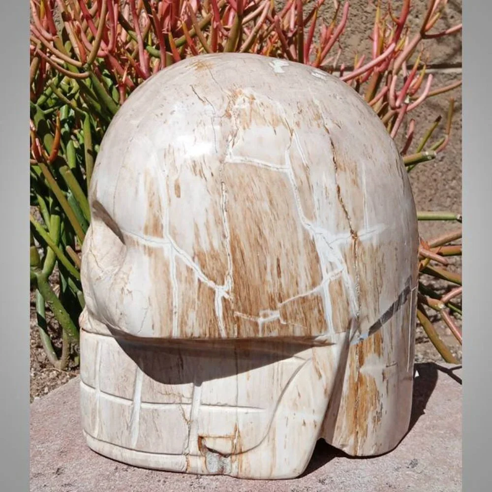 HUGE! Petrified Wood SKULL stone rock crystal